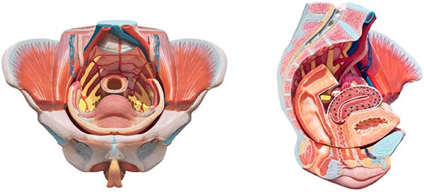 ginnastica del pavimento pelvico